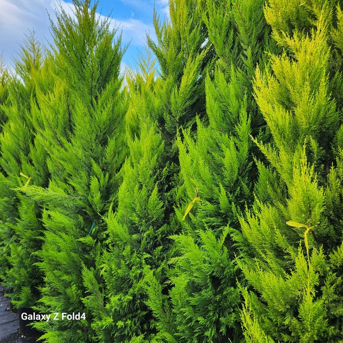Leylandii, Arizonica, Goldcrest gard viu plante la ghiveci