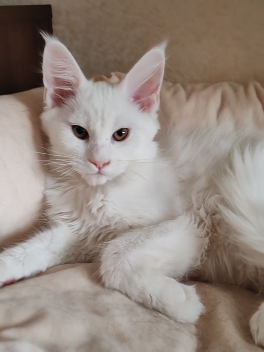 Мейн кун девочка 3 месяца.