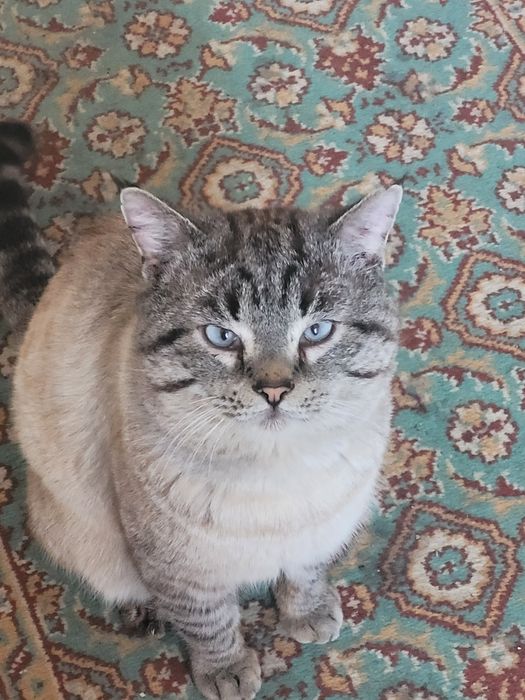 Пропал кот,если увидите напишите