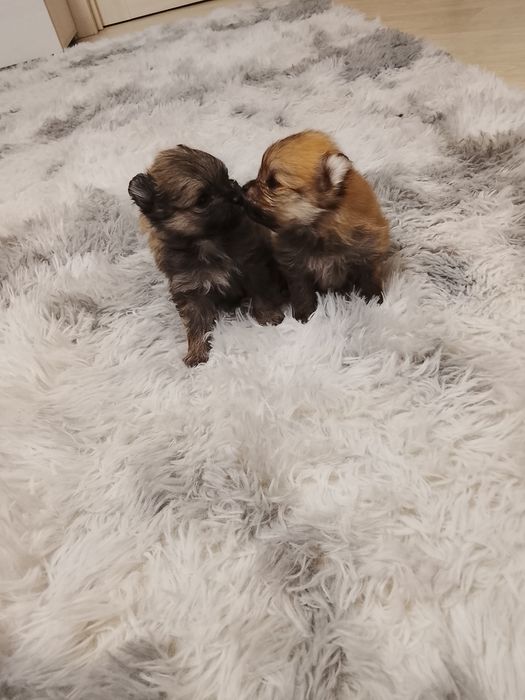 Щенки шпица 250000