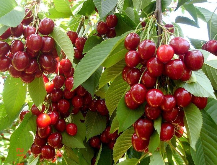 Pomi Fructiferi Pitici Dwarf (Cires )la ghiveci
