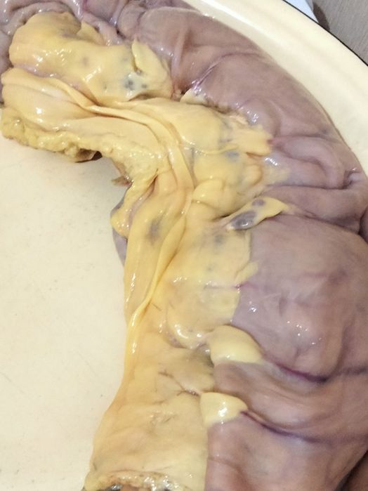 Жирный конский карын.