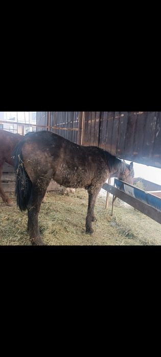 Жылқы сатылады бордақыда