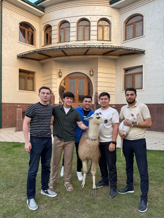 Продается пара ЛАМЫ