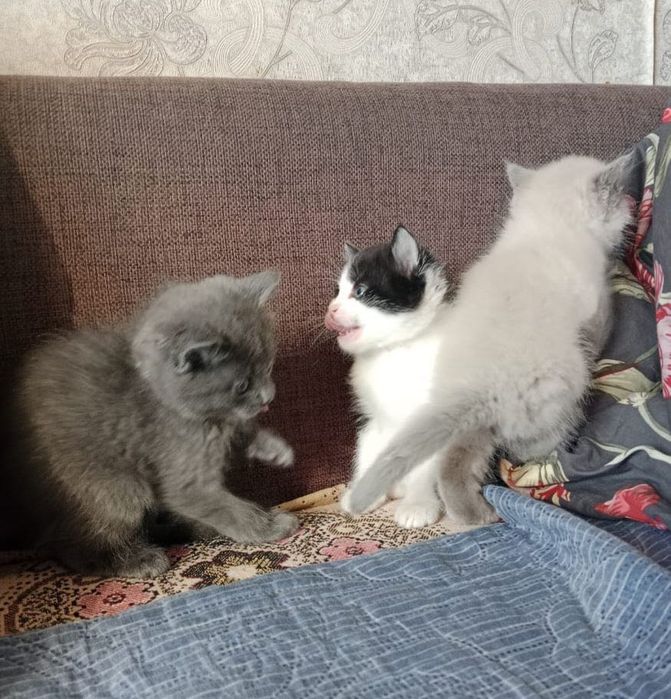 Сына-сыночек и Три лапочки дочки :-)