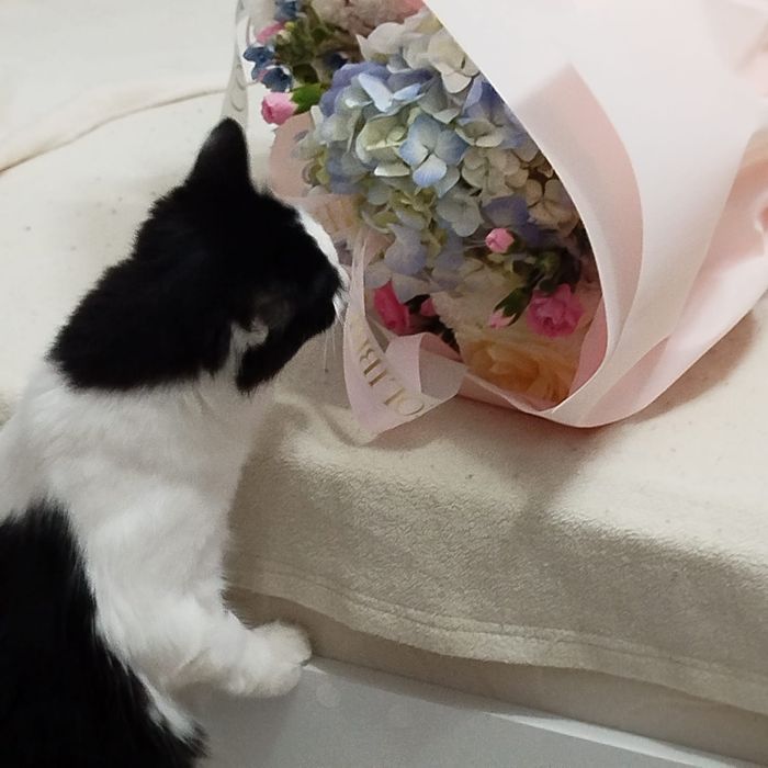 Котенок в ищем любящих хозяев