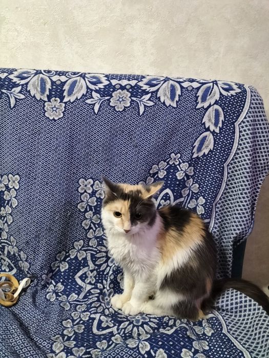 Кошка стерлизованная