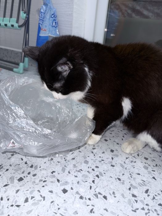 Отдам в добрые руки кошку