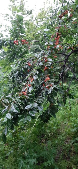 Дача сотилади товоксой