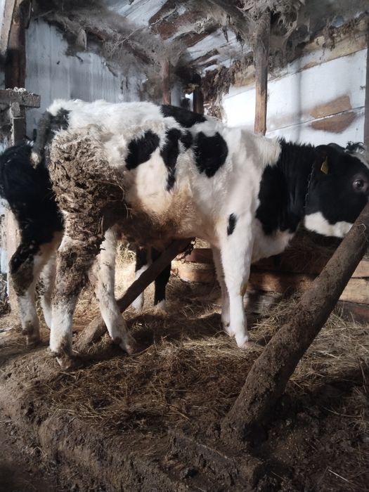 Продам Бычкова.  .