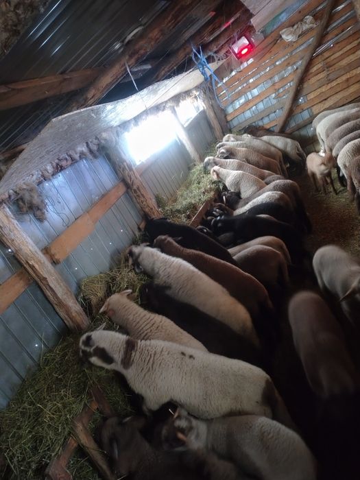 Vând Miei pentru Paște!