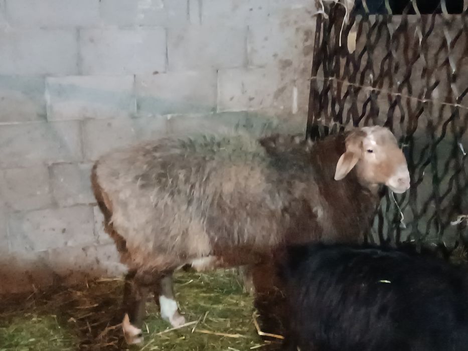 Кошкар сатылады.