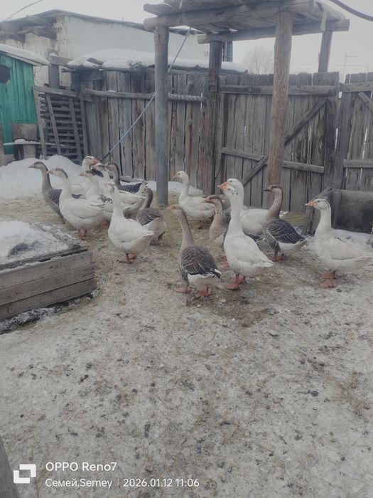 Продам гусей домашних