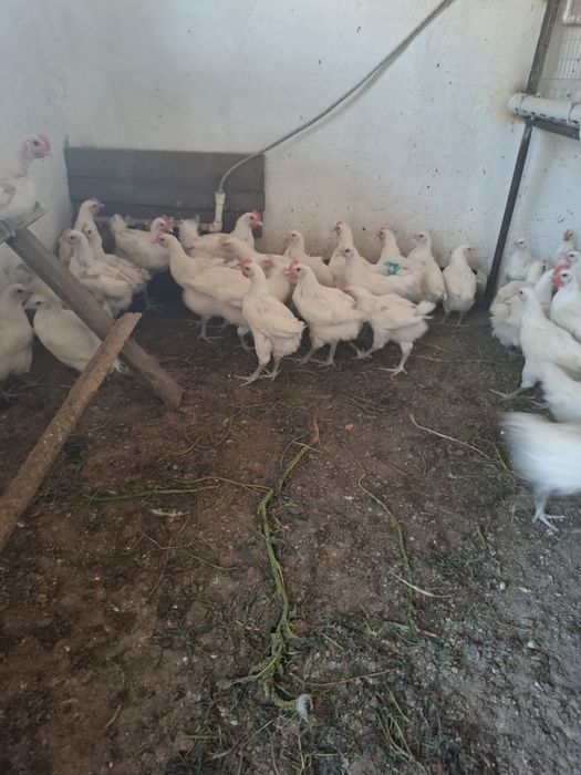 Продам птенцов Бресс Гальской породы