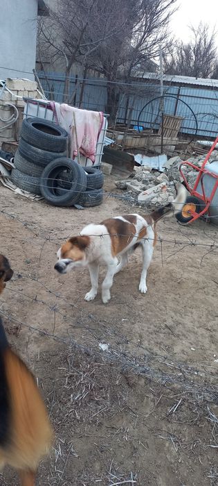 Продам щенков овчарки