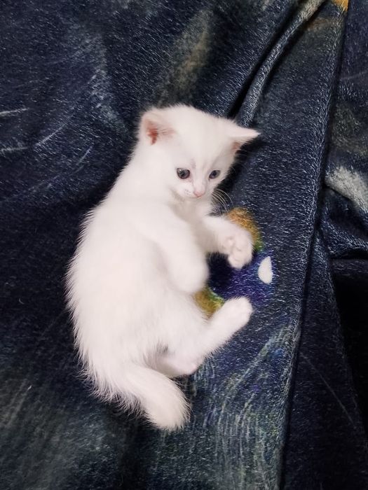 Продам кошечку 2месяца.