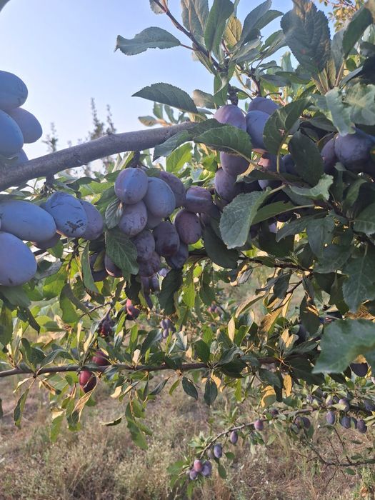 Продам сливу ,оптом  со своего сада,очень сладкая