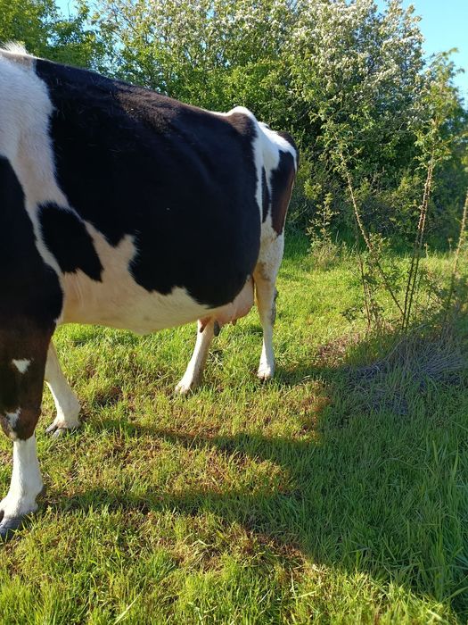 Vaca gestanta buna de lapte