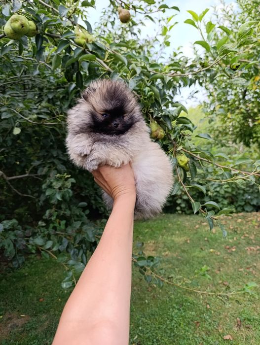 Pomeranian mascul mini toy pedigree