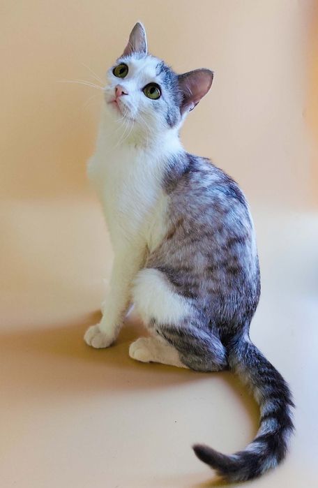 Кошки стерилизованные