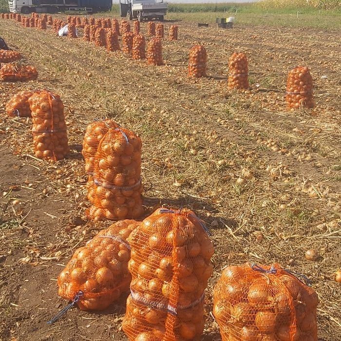 Vind ceapa galbena, ceapa rosie - angro.