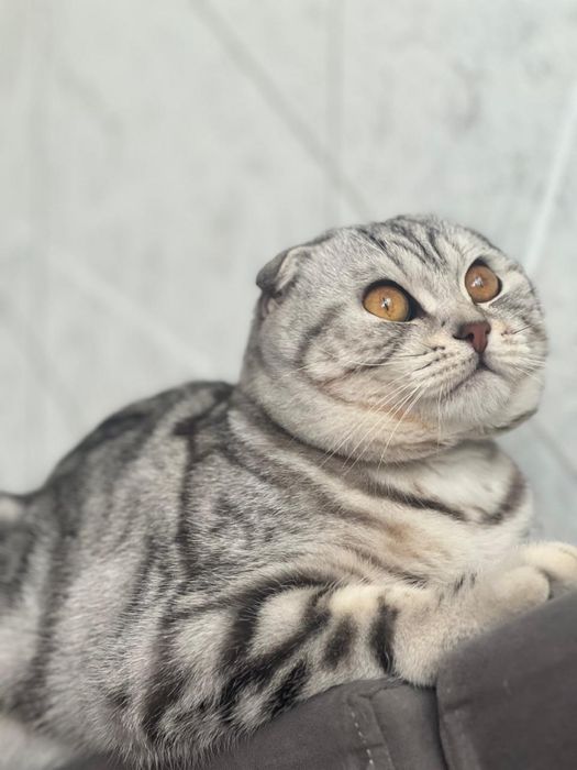 Продам кота скоттиш фолд