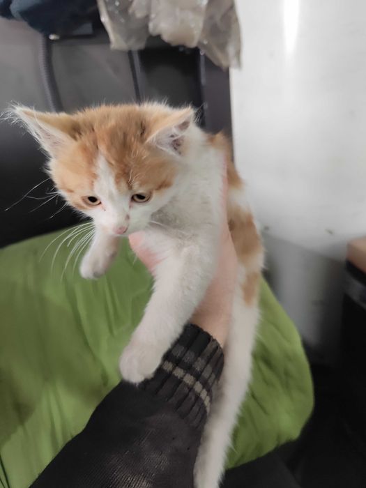 Котёнок, мальчик