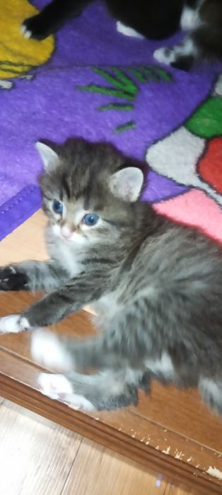 Отдам котят в добрые руки