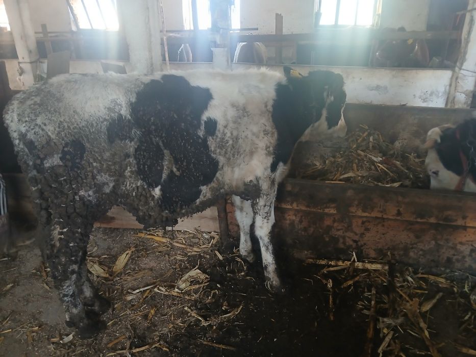 Tauras 6 luni de vanzare