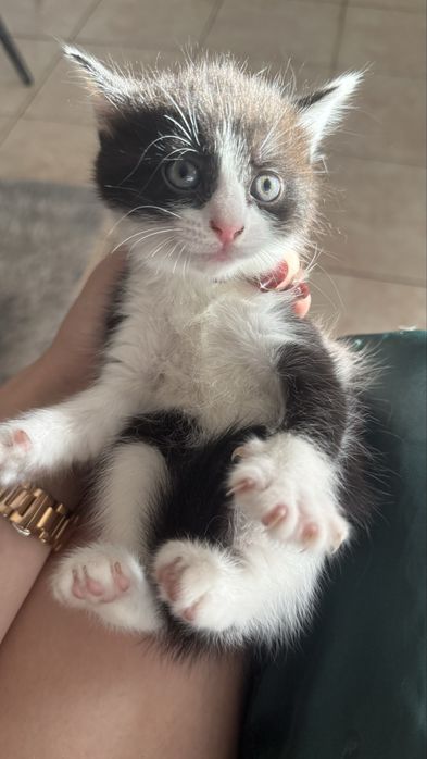 Отдам котенка мальчика