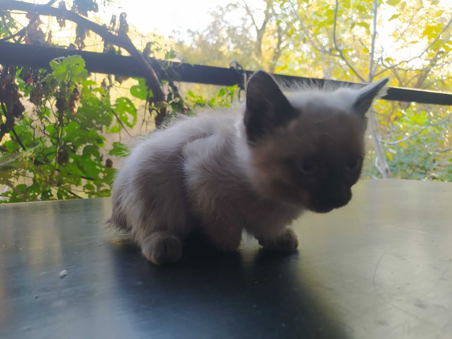 Котята крысоловы