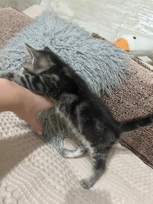 шотландские котята, в подарок дадим пеленку. Котята обработаны