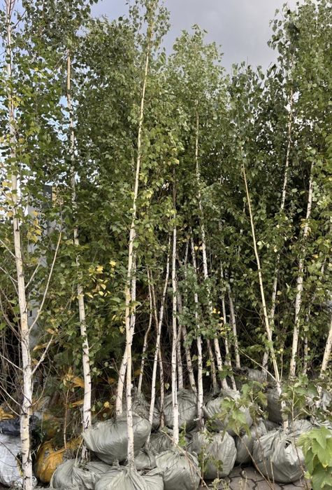 Саженцы кошеттер