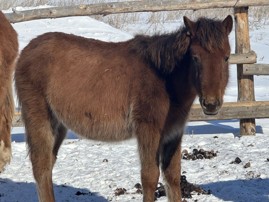 Лошади жеребята