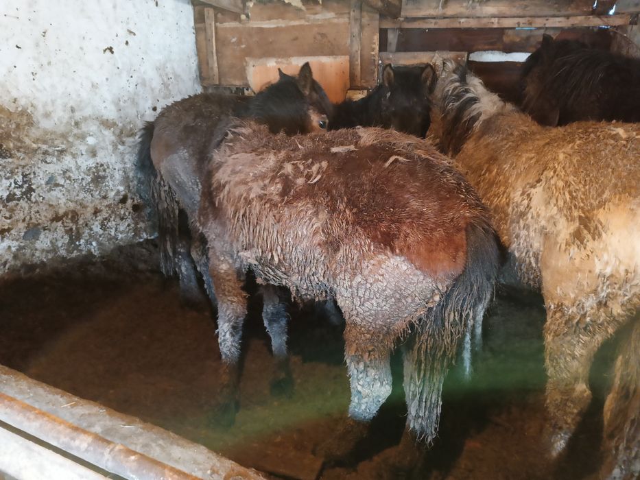 Жабағы сатылады.