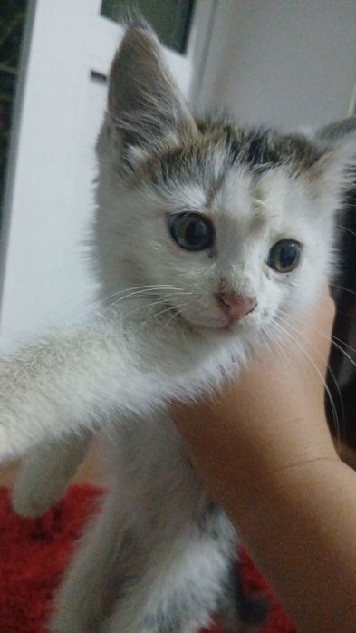 Mushukcha , 3 hafta