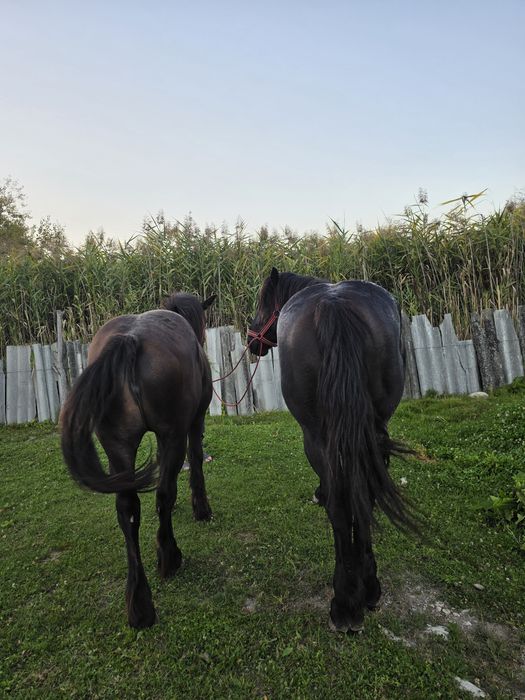 De vânzare  mânză de 2 ani și armăsar de 4 ani.