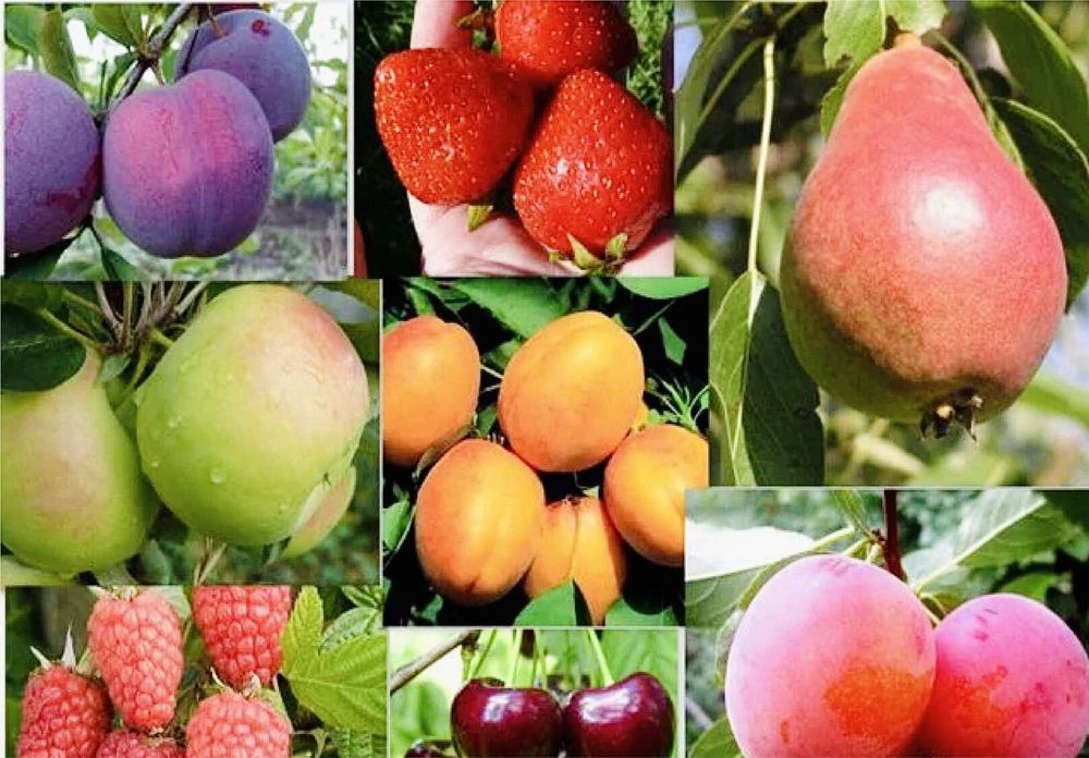 Саженцы фруктовых деревьев