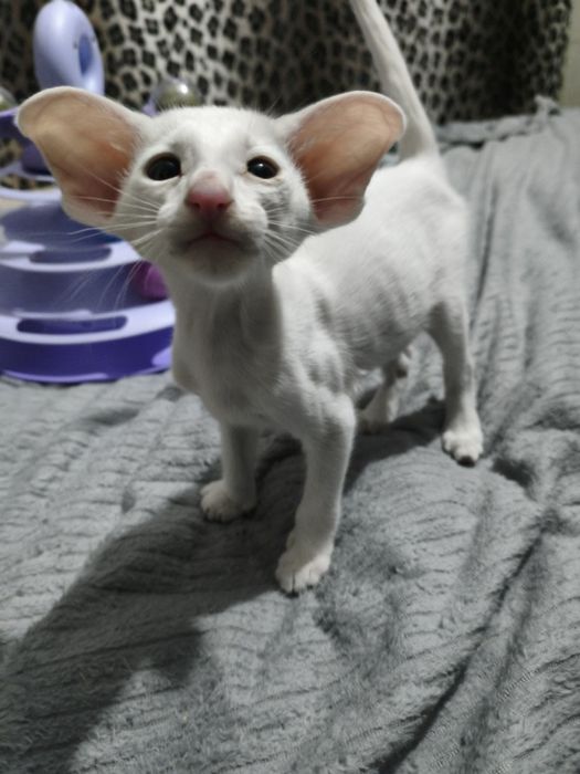 Ориентальный котёнок