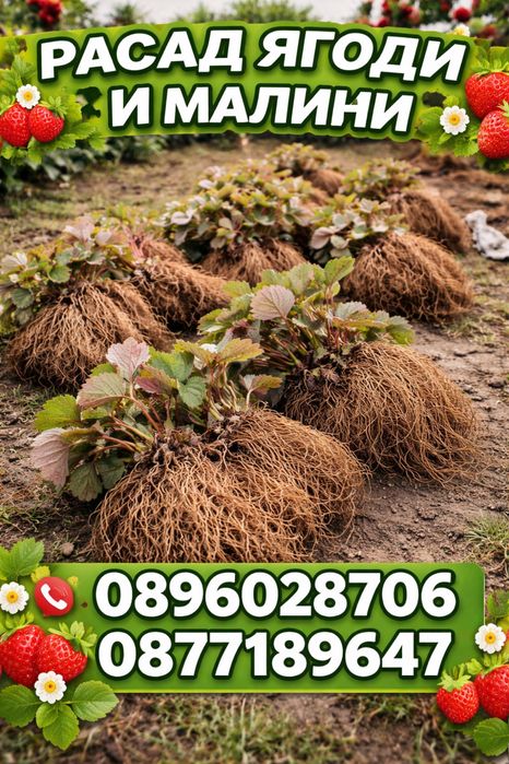 Здравей те продавам расад ягоди и малини