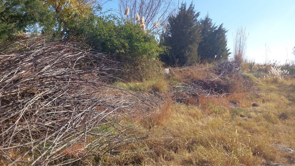 Oʻtin                                                                .