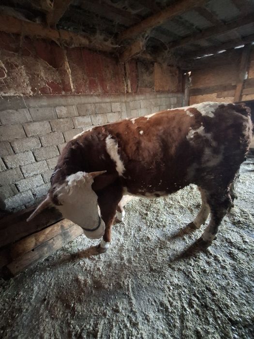 Vand juninca baltata romaneasca