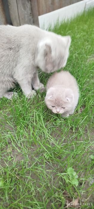 Очаровательные кошечки