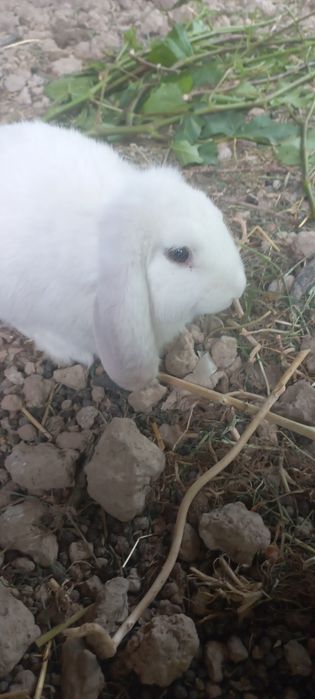 Кролики 2,5 месяца