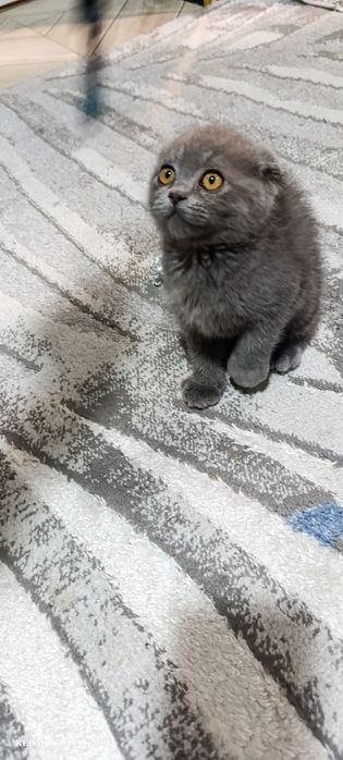 Выслоухие котёнки