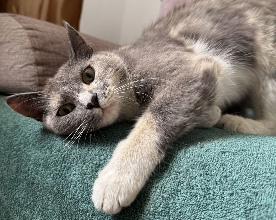 Отдадим кошечек в добрые руки