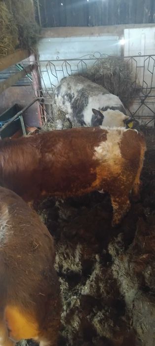 Vitei si vitele de vanzare