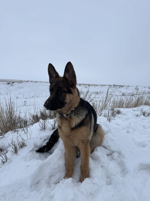 Продам немецкую овчарку