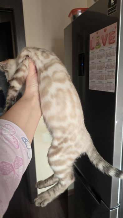 Чистокровный бенгаль