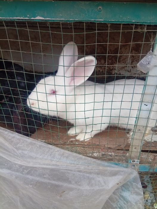 Куйон сотилади соглом